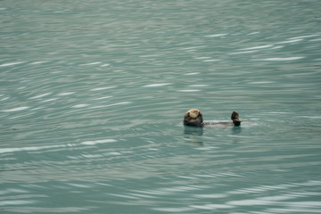 Cute sea otter floating on his back in teal water in Resurrection Bay in Kenai Fjords National Park