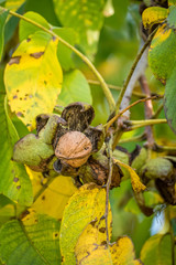 Reife Waln&uuml;sse am Baum