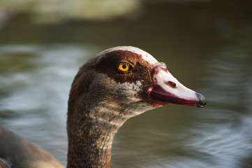 duck on water13