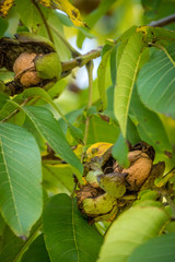 Reife Walnüsse am Baum