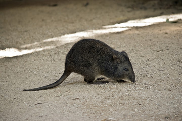 long nosed potoroo