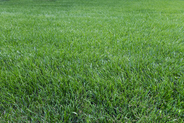 real green blades of grass in a meadow park
