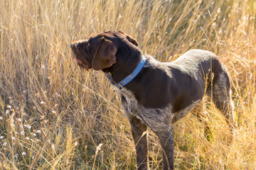 German hunting watchdog drathaar, beautiful dog portrait in summer