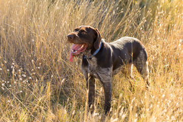 German hunting watchdog drathaar, beautiful dog portrait in summer