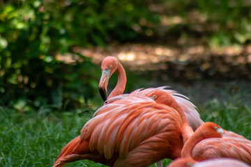Caribbean flamingo