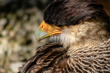 Crested caracara