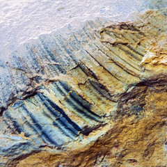 Fossils of the ancient warm sea. Western Siberia, Russia