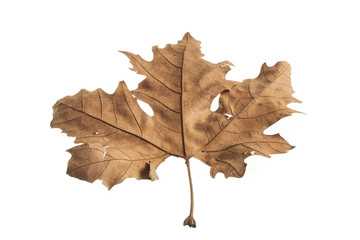 autumn leaves isolated on white background