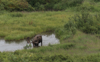 bull moose grazing in pond