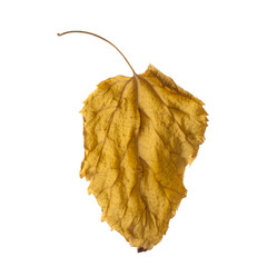 autumn leaves isolated on white background