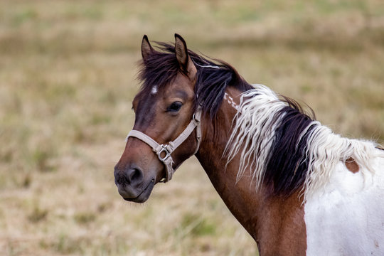 Portrait of a paint pony in a pasture
