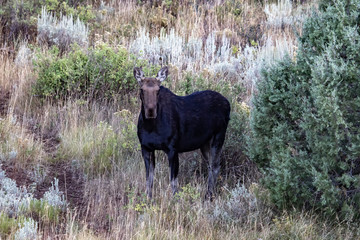 A young moose eating grass along a mountainside