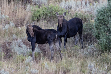 Mother and daughter moose on a mountainside