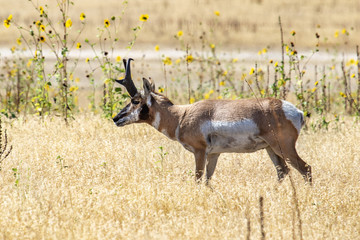 A portrait of a pronghorn antelope in the wild