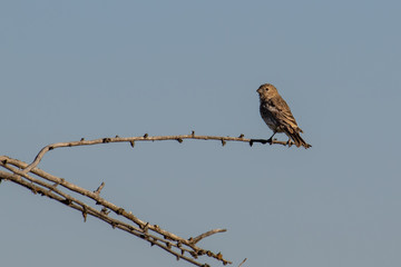A house finch pearched on a branch in autumn