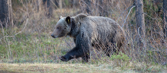 Grizzly bear