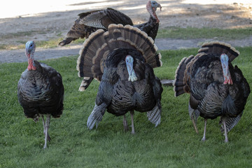 Wild tom turkeys strut and display to impress