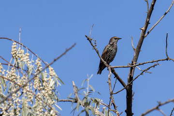 A speckled starling perched on a branch