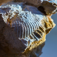 Fossils of the ancient warm sea. Western Siberia, Russia