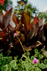 Yellow Butterfly on Flower