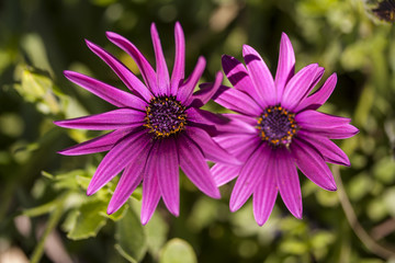Fototapeta premium pink cosmos flower
