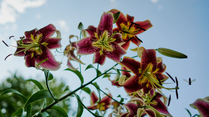 Liliums and Wasp