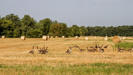 Fototapeta na wymiar Geese in field