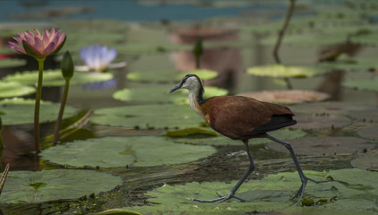 Bird Water nature