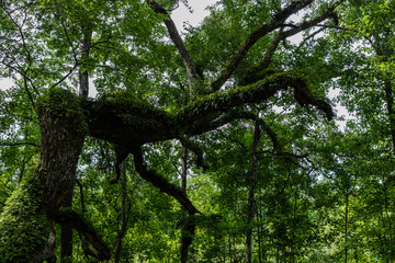 Fototapeta premium Gnarled old tree