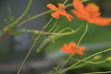 カマキリ