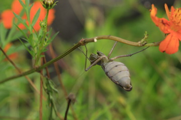 カマキリ
