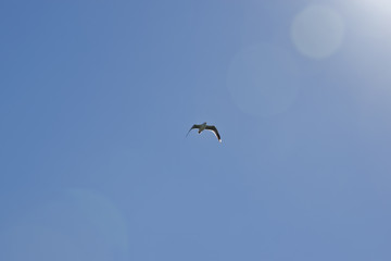 seagull