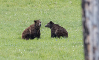 Fototapeta premium Grizzly bears in the wild