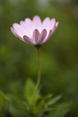 pink flower closeup