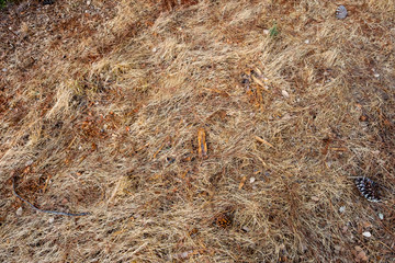 Dry hay straws on ground