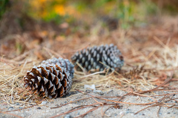 Pinecones on the ground with straw