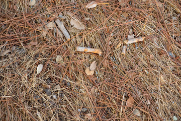 Dry hay straws on ground