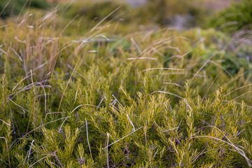 Close up of bush