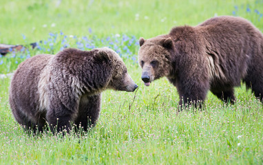 Fototapeta premium Grizzly bears in the wild