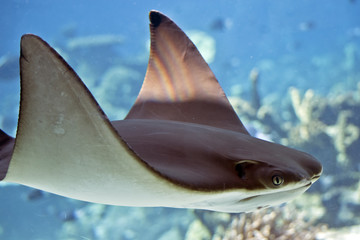 sting ray
