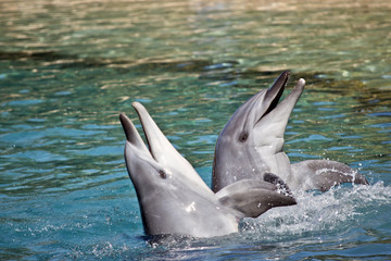 Fototapeta premium bottlenose dolphin