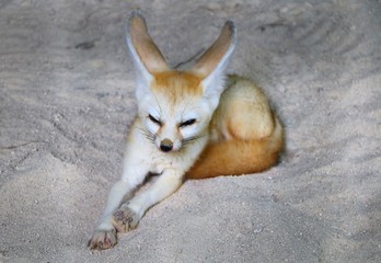 1 5 Fennec Wall Murals Canvas Prints Stickers Wallsheaven