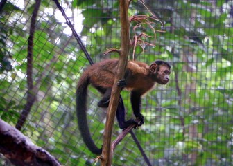 Brown/black capuchin monkeys ( Cebus Apella ).