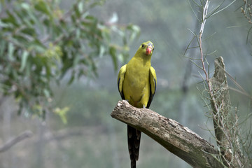 regent parrot male
