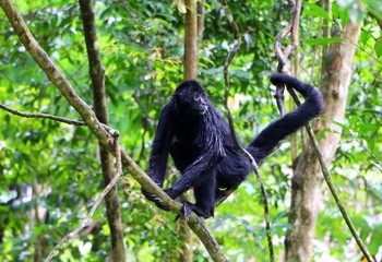 Spider monkeys are New World monkeys belonging to the genus Ateles
