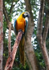 Blue and yellow macaw (Ara ararauna), also known as the blue and gold macaw.
