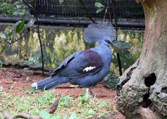 The Victoria crowned pigeon ( Goura victoria ) is a large, bluish-grey pigeon with elegant blue lace-like crests, maroon breast, and red irises.