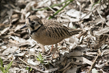 inland dotterel