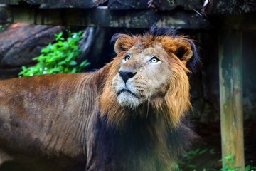 The lion (Panthera leo) is a species in the family Felidae.