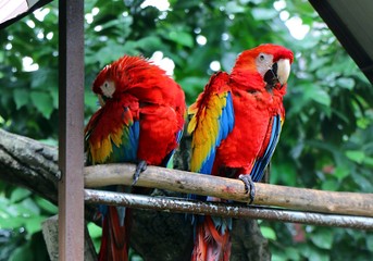 Scarlet macaw (Ara macao) is a large red, yellow, and blue South American parrot.